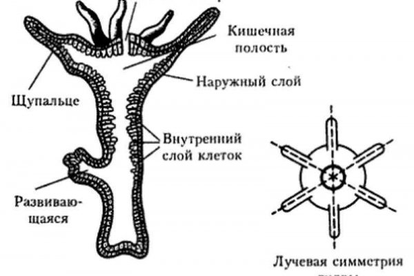 Как пополнить кошелек на кракене